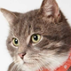 Illustration for article titled Adorable Adoptable Animals in Accessories Will Make Your Eyes Leak